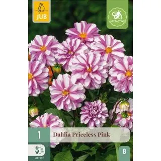 Compra DALIA PRICELESS PINK en la tienda online Fito Agrícola