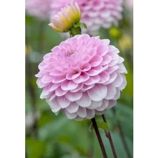 Compra DALIA WIZARD OF OZ (10 Unid.). en la tienda online Fito Agrícola