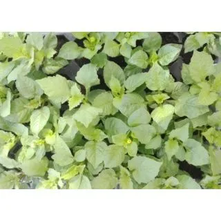 Compra DALIAS MEZCLA PLANTEL DESARROLLADO (28 Plantas) en la tienda online Fito Agrícola