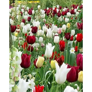 Compra DARING DISPLAY (100 Unid.). en la tienda online Fito Agrícola