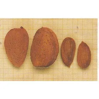 Compra ALMENDRO DESMAYO LARGUETA en la tienda online Fito Agrícola