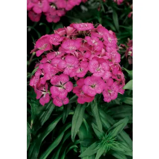 Compra DIANTHUS BARBARINI LILAC (1000 Semillas). en la tienda online Fito Agrícola