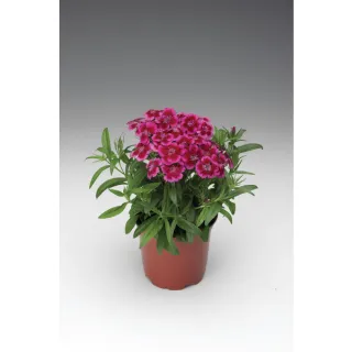 Compra DIANTHUS BARBARINI REDROSE BICOLOR (1000 Semillas). en la tienda online Fito Agrícola