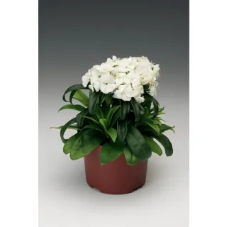 Compra DIANTHUS BARBARINI WHITE (1000 Semillas). en la tienda online Fito Agrícola