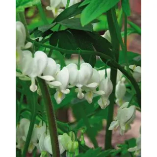 Compra DICENTRA SPECTABILIS ALBA (25 Unid.). en la tienda online Fito Agrícola