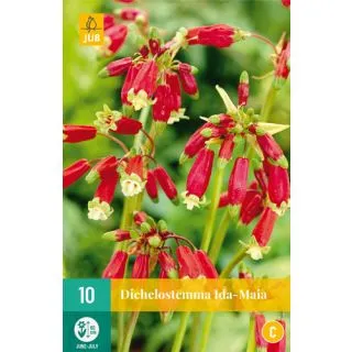 Compra DICHELOSTEMMA IDA-MAIA en la tienda online Fito Agrícola