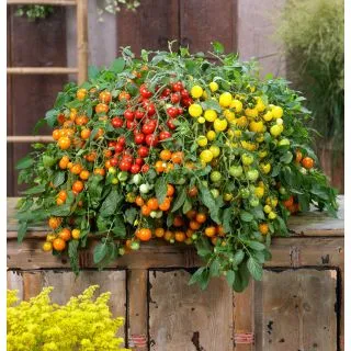 Compra TOMATE DONNA F1 (1000 Semillas). en la tienda online Fito Agrícola