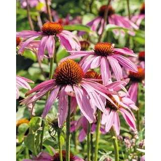 Compra ECHINACEA PURPUREA (25 Unid.). en la tienda online Fito Agrícola