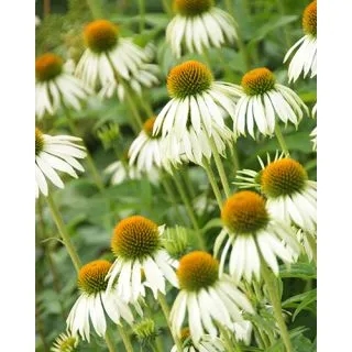 Compra ECHINACEA WHITE SWAN (25 Unid.). en la tienda online Fito Agrícola