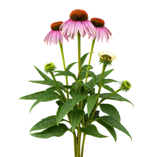 Compra ECHINACEA PURPUREA (50 gr.). en la tienda online Fito Agrícola