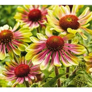 Compra ECHINACEA GREEN TWISTER (25 Unid.). en la tienda online Fito Agrícola