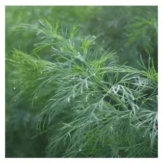 Compra ENELDO SUPERDUKAT Sin Tratar (100.000 Semillas) en la tienda online Fito Agrícola