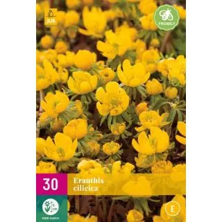 Compra ERANTHIS CILICICA XXL en la tienda online Fito Agrícola