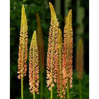 Compra EREMURUS RUITER CLEOPATRA (10 Unid.). en la tienda online Fito Agrícola