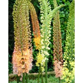 Compra EREMURUS RUITER MIX (10 Unid.). en la tienda online Fito Agrícola