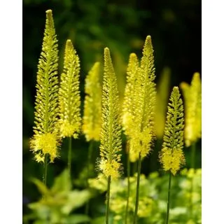 Compra EREMURUS STENOPHYLLUS (10 Unid.). en la tienda online Fito Agrícola