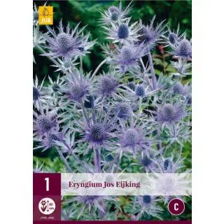 Compra ERYNGIUM JOS EIJKING en la tienda online Fito Agrícola