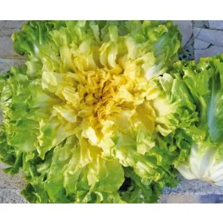 Compra ESCAROLA LINDA OR® Pildorada (5.000 Semillas) en la tienda online Fito Agrícola