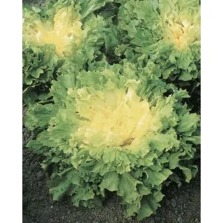 Compra ESCAROLA ALASKA Pildorada (5.000 Semillas) en la tienda online Fito Agrícola