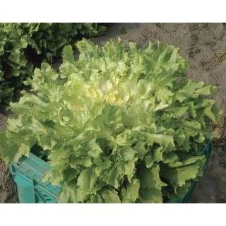 Compra ESCAROLA ARTICA Pildorada (5.000 Semillas) en la tienda online Fito Agrícola