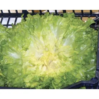 Compra ESCAROLA ASCOLBIONDA Pildorada (5.000 Semillas) en la tienda online Fito Agrícola