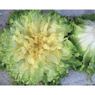 Compra ESCAROLA BIONDA A CUORE PIENO Pildorada (5.000 Semillas) en la tienda online Fito Agrícola