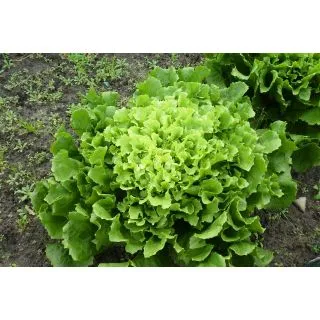 Compra ESCAROLA NATACHA (5.000 Semillas) en la tienda online Fito Agrícola