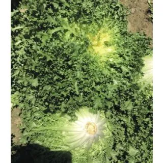 Compra ESCAROLA MARJORY (5.000 Semillas) en la tienda online Fito Agrícola