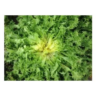 Compra ESCAROLA MIRALETA Pildorada (10.000 Semillas) en la tienda online Fito Agrícola