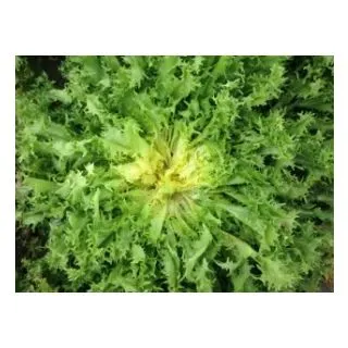 Compra ESCAROLA MIRALETA Pildorada (10.000 Semillas) en la tienda online Fito Agrícola