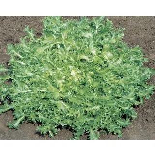 Compra ESCAROLA SILVA Pildorada (25.000 Semillas) en la tienda online Fito Agrícola