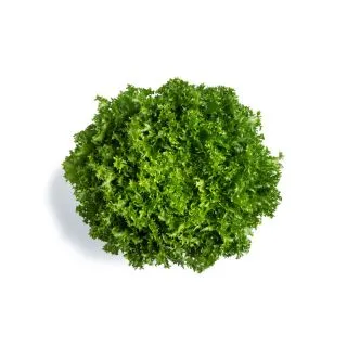 Compra ESCAROLA TIKODAL RZ Pildorada (5.000 Semillas). en la tienda online Fito Agrícola