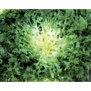 Compra ESCAROLA WALLONNE Pildorada (5.000 Semillas) en la tienda online Fito Agrícola