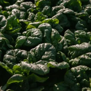 Compra ESPINACA TALIABU F1 BABY LEAF (1.000.000 Semillas) en la tienda online Fito Agrícola