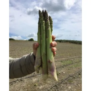 Compra ESPÁRRAGO GRANDE F1 (25.000 Semillas). en la tienda online Fito Agrícola
