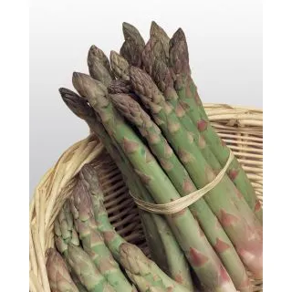 Compra ESPÁRRAGO UC 157 F1 (25.000 Semillas). en la tienda online Fito Agrícola