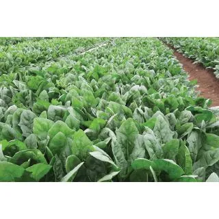 Compra ESPINACA CALAF F-1 (50.000 Semillas) en la tienda online Fito Agrícola