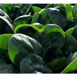 Compra ESPINACA FIGARO F-1 (50.000 Semillas) en la tienda online Fito Agrícola
