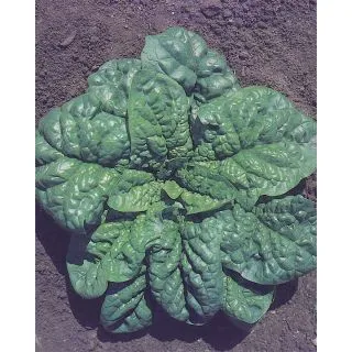 Compra ESPINACA MULTOVERDE F1 (5 Kgr.). en la tienda online Fito Agrícola