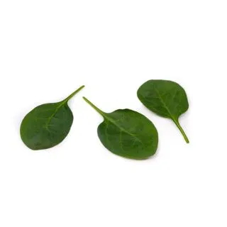 Compra ESPINACA OCELOT RZ F1 (1.000.000 Semillas) en la tienda online Fito Agrícola