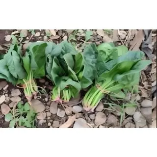 Compra ESPINACA PIANO F1 (250 gr.) en la tienda online Fito Agrícola