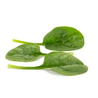 Compra ESPINACA TARSIER RZ F1 BABY LEAF (1.000.000 Semillas) en la tienda online Fito Agrícola
