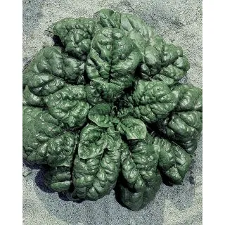 Compra ESPINACA VIRIDIS OLTER (5 Kgr.). en la tienda online Fito Agrícola