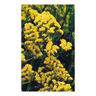 Compra ESTATICE QIS AMARILLA (1000 Semillas). en la tienda online Fito Agrícola