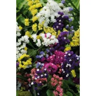 Compra ESTATICE QIS MIX (1000 Semillas). en la tienda online Fito Agrícola