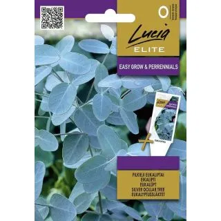 Compra EUCALYPTUS Silver Dollar (10 Semillas). en la tienda online Fito Agrícola