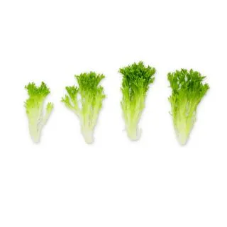 Compra LECHUGA EXBUL RZ Pildorada (5.000 Semillas). en la tienda online Fito Agrícola