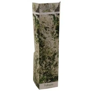 Compra FALLOPIA (1 Unid.) en la tienda online Fito Agrícola