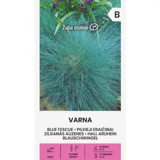 Compra FESTUCA AZUL DE VARNA (0,5 gr. - Cerca de 450 Semillas). en la tienda online Fito Agrícola