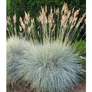 Compra FESTUCA BUDDY BLUE (144 Plantas). en la tienda online Fito Agrícola